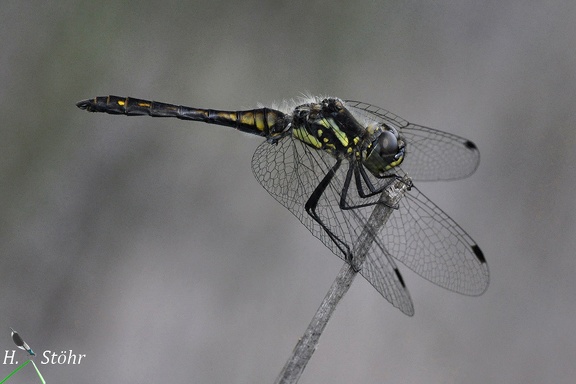 Schwarze Heidelibelle (Sympetrum danae)